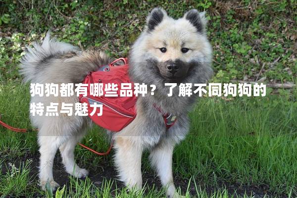 狗狗都有哪些品种？了解不同狗狗的特点与魅力