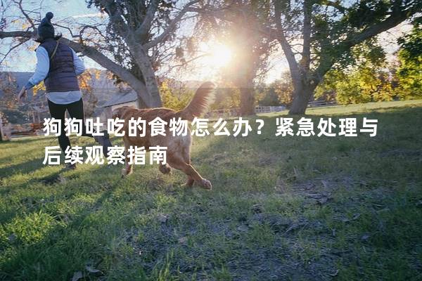 狗狗吐吃的食物怎么办？紧急处理与后续观察指南