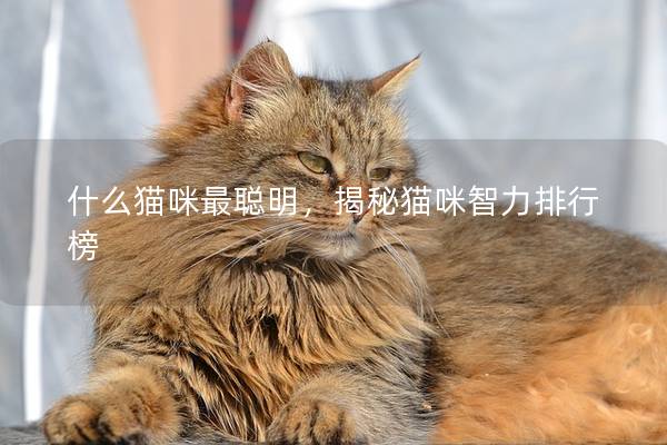 什么猫咪最聪明，揭秘猫咪智力排行榜