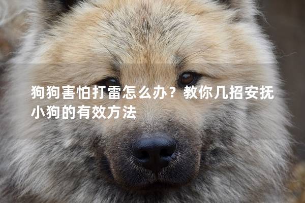 狗狗害怕打雷怎么办？教你几招安抚小狗的有效方法