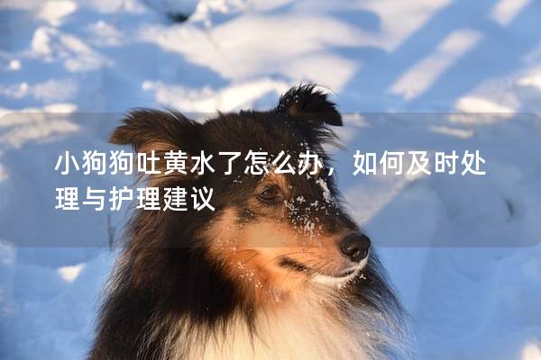 小狗狗吐黄水了怎么办，如何及时处理与护理建议