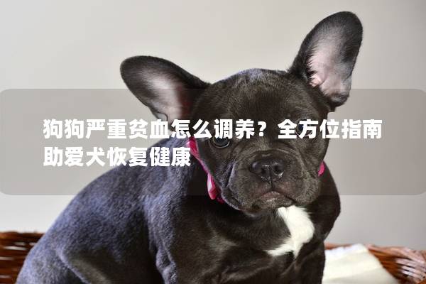 狗狗严重贫血怎么调养？全方位指南助爱犬恢复健康