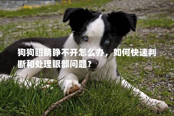 狗狗眼睛睁不开怎么办，如何快速判断和处理眼部问题？