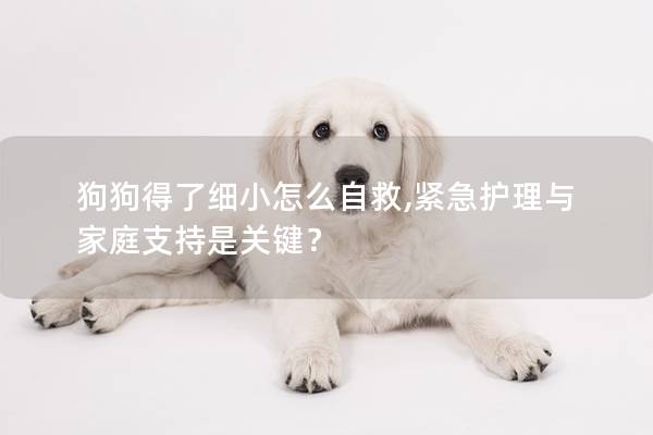 狗狗得了细小怎么自救,紧急护理与家庭支持是关键？
