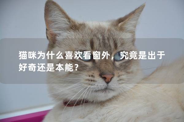 猫咪为什么喜欢看窗外，究竟是出于好奇还是本能？