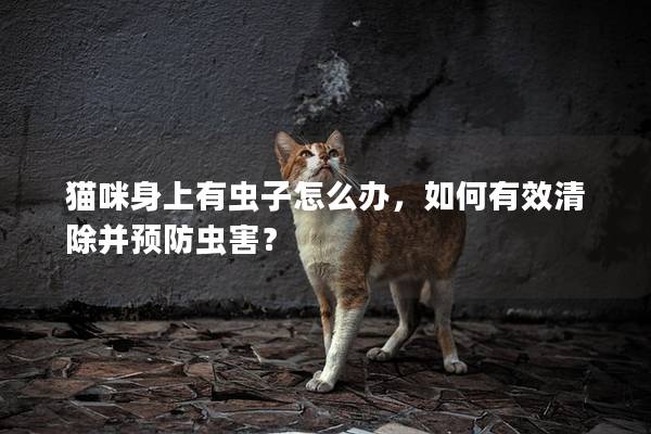 猫咪身上有虫子怎么办，如何有效清除并预防虫害？