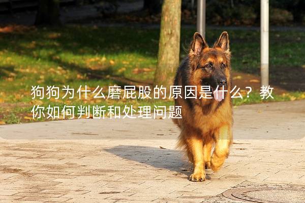 狗狗为什么磨屁股的原因是什么？教你如何判断和处理问题