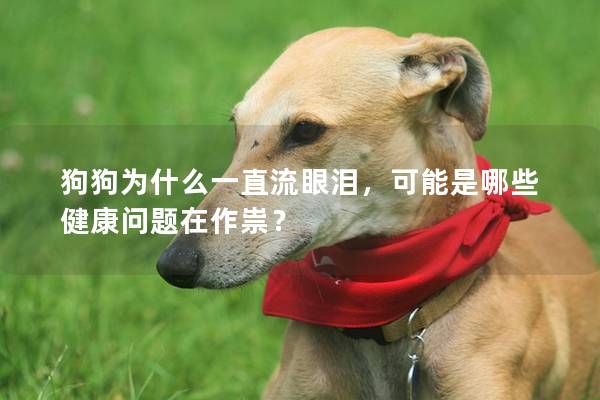 狗狗为什么一直流眼泪，可能是哪些健康问题在作祟？