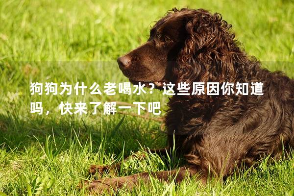 狗狗为什么老喝水？这些原因你知道吗，快来了解一下吧