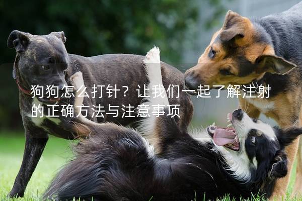 狗狗怎么打针？让我们一起了解注射的正确方法与注意事项