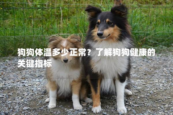 狗狗体温多少正常？了解狗狗健康的关键指标