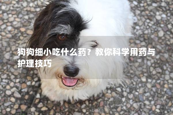 狗狗细小吃什么药？教你科学用药与护理技巧