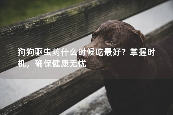 狗狗驱虫药什么时候吃最好？掌握时机，确保健康无忧