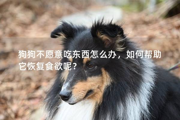狗狗不愿意吃东西怎么办，如何帮助它恢复食欲呢？