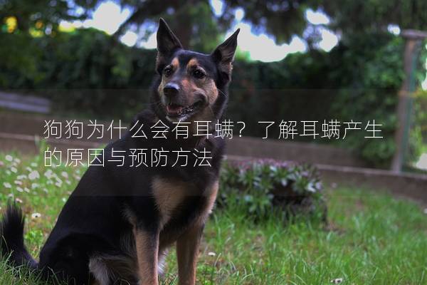 狗狗为什么会有耳螨？了解耳螨产生的原因与预防方法