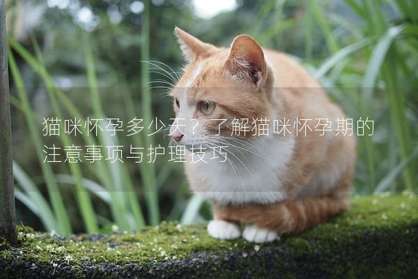 猫咪怀孕多少天？了解猫咪怀孕期的注意事项与护理技巧