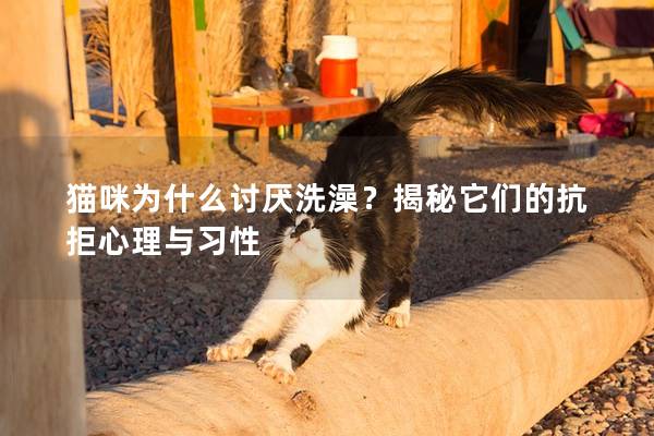 猫咪为什么讨厌洗澡？揭秘它们的抗拒心理与习性