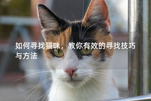 如何寻找猫咪，教你有效的寻找技巧与方法
