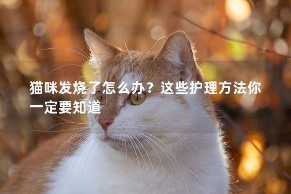 猫咪发烧了怎么办？这些护理方法你一定要知道