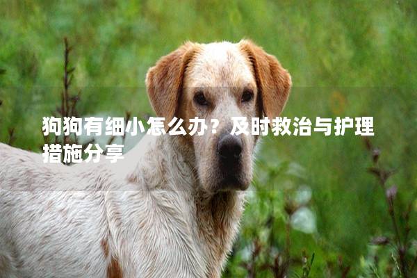 狗狗有细小怎么办？及时救治与护理措施分享