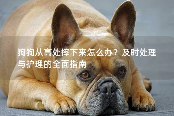 狗狗从高处摔下来怎么办？及时处理与护理的全面指南
