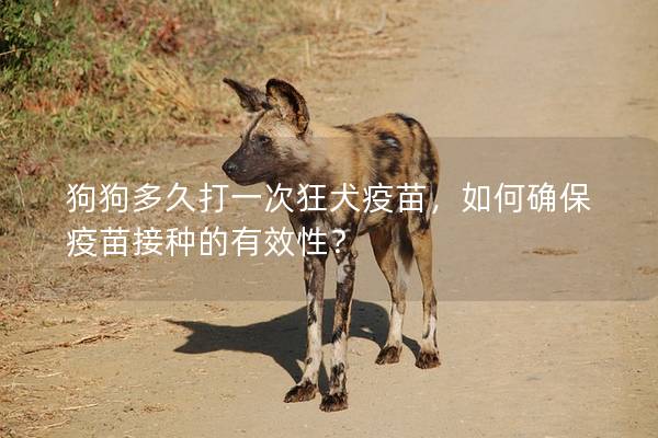 狗狗多久打一次狂犬疫苗，如何确保疫苗接种的有效性？