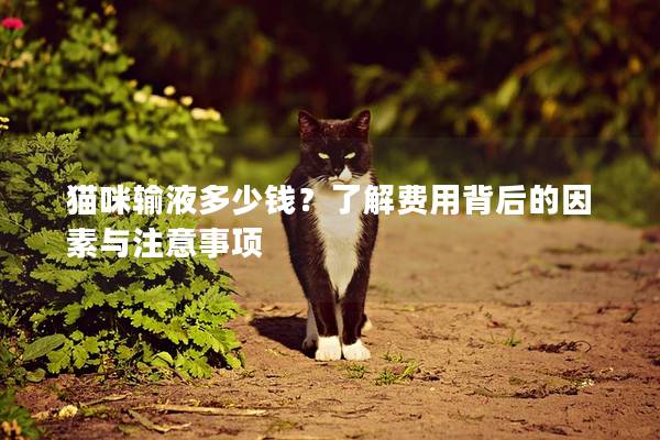 猫咪输液多少钱？了解费用背后的因素与注意事项