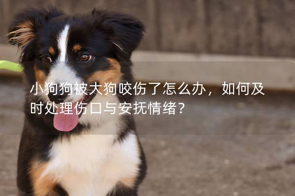 小狗狗被大狗咬伤了怎么办，如何及时处理伤口与安抚情绪？