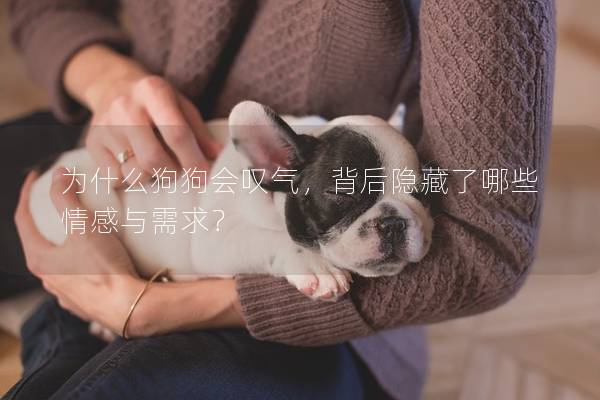 为什么狗狗会叹气，背后隐藏了哪些情感与需求？