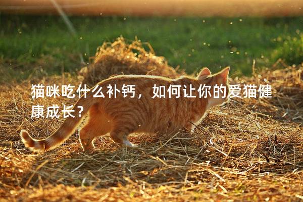 猫咪吃什么补钙，如何让你的爱猫健康成长？