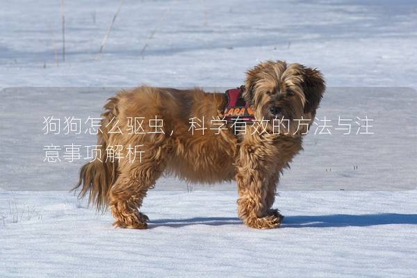 狗狗怎么驱虫，科学有效的方法与注意事项解析
