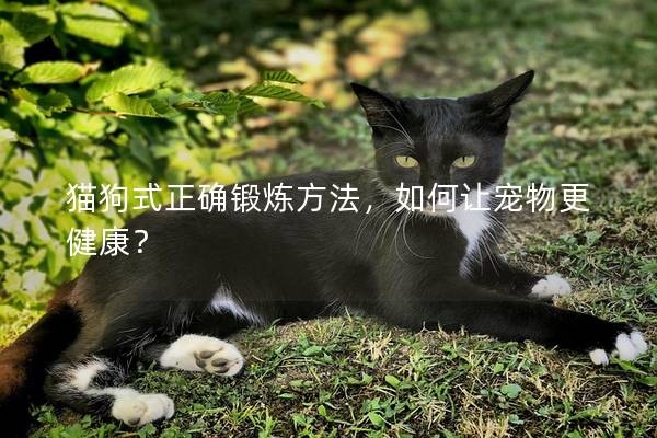猫狗式正确锻炼方法，如何让宠物更健康？