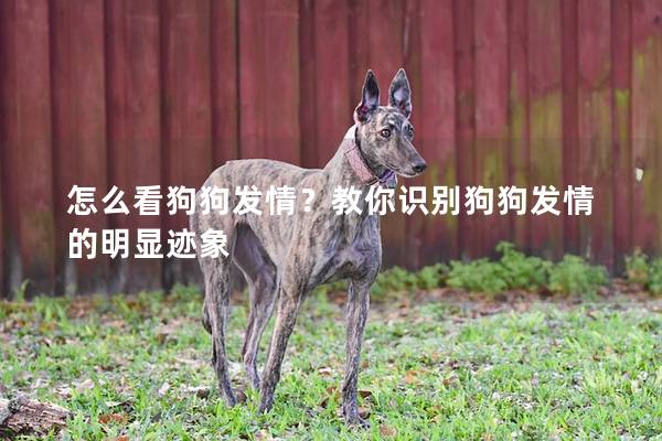 怎么看狗狗发情？教你识别狗狗发情的明显迹象
