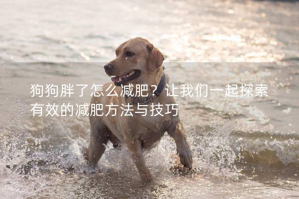 狗狗胖了怎么减肥？让我们一起探索有效的减肥方法与技巧