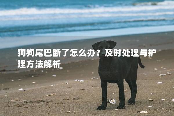 狗狗尾巴断了怎么办？及时处理与护理方法解析