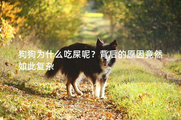 狗狗为什么吃屎呢？背后的原因竟然如此复杂