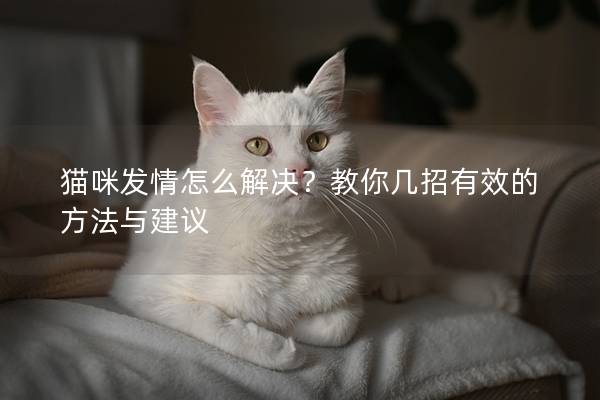 猫咪发情怎么解决？教你几招有效的方法与建议