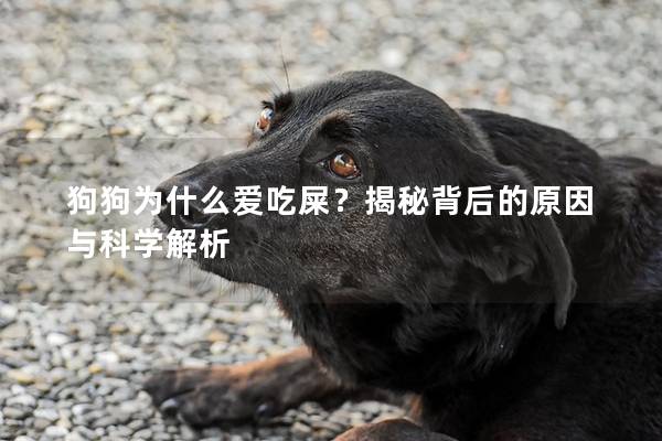 狗狗为什么爱吃屎？揭秘背后的原因与科学解析