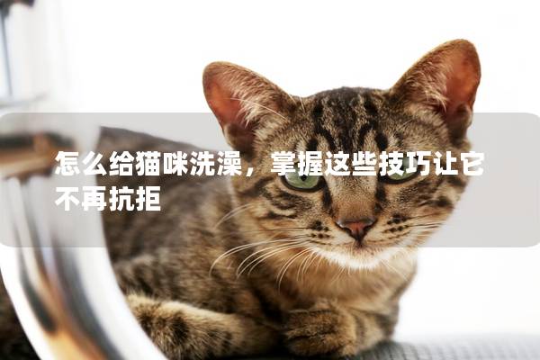怎么给猫咪洗澡，掌握这些技巧让它不再抗拒