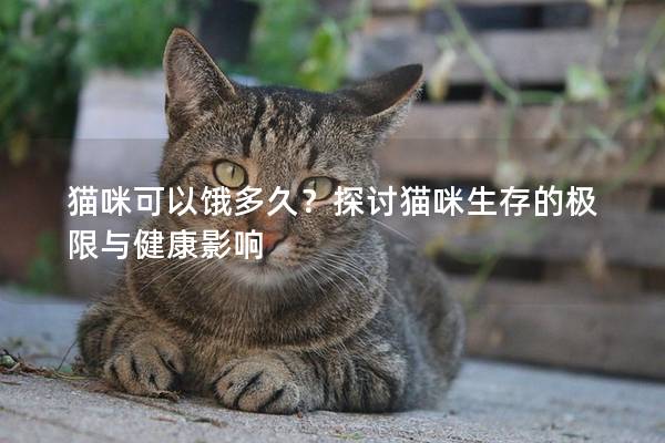 猫咪可以饿多久？探讨猫咪生存的极限与健康影响