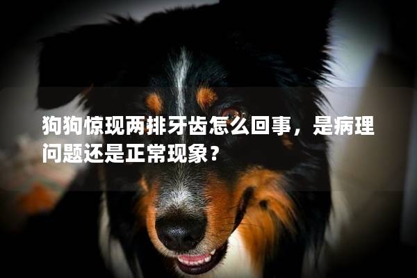 狗狗惊现两排牙齿怎么回事，是病理问题还是正常现象？