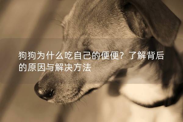 狗狗为什么吃自己的便便？了解背后的原因与解决方法