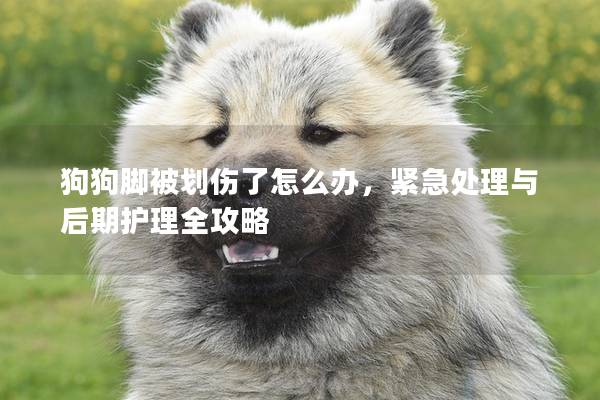 狗狗脚被划伤了怎么办，紧急处理与后期护理全攻略