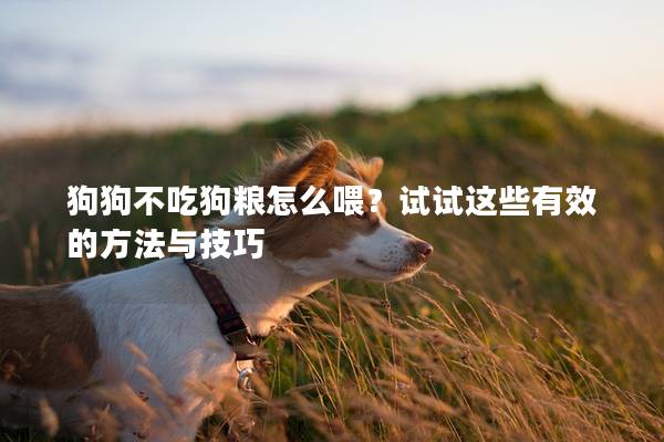 狗狗不吃狗粮怎么喂？试试这些有效的方法与技巧