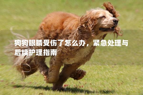 狗狗眼睛受伤了怎么办，紧急处理与后续护理指南