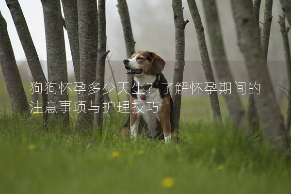 狗狗怀孕多少天生？了解怀孕期间的注意事项与护理技巧