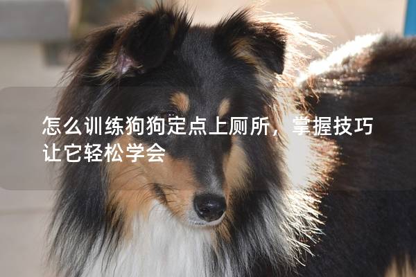怎么训练狗狗定点上厕所，掌握技巧让它轻松学会