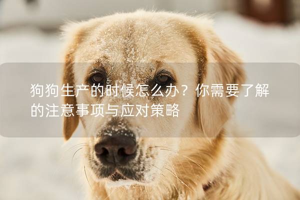 狗狗生产的时候怎么办？你需要了解的注意事项与应对策略