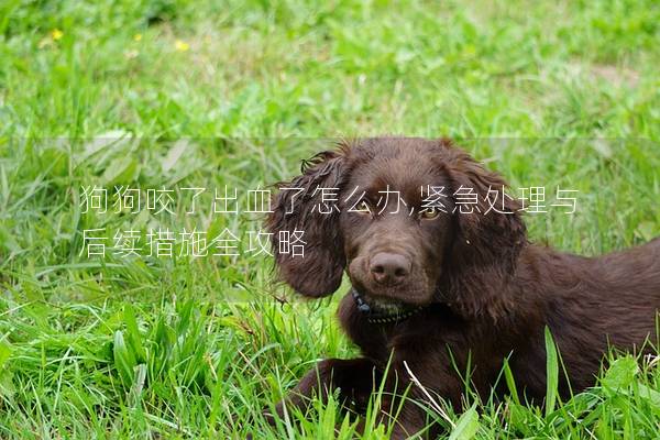 狗狗咬了出血了怎么办,紧急处理与后续措施全攻略