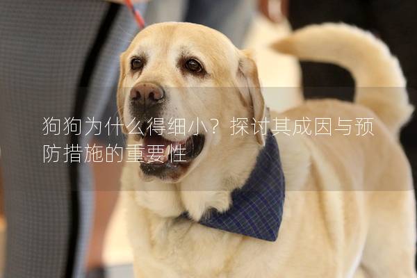 狗狗为什么得细小？探讨其成因与预防措施的重要性